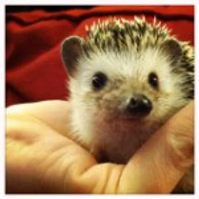Henry The Hedgehog ๐ฆ profile