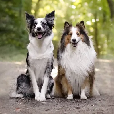 KODA & IVY profile