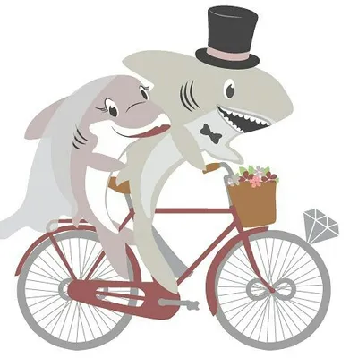 Hai-Rad - Hochzeitsplanung profile