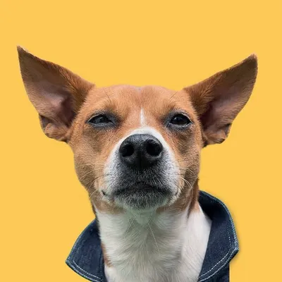 Guillermo el Perro | El Jefe profile