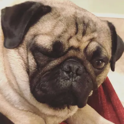 HENRI THE PUGš¶ profile