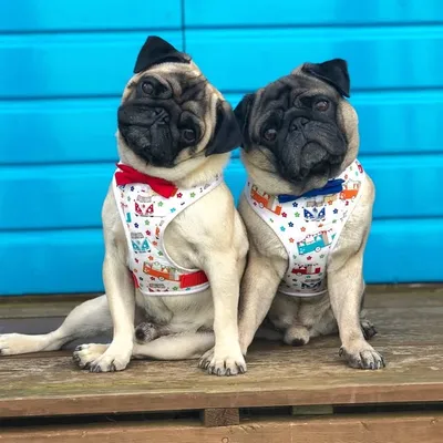 Henry & Percy profile