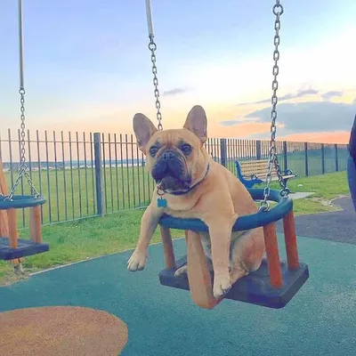 Henry The French Bulldog profile