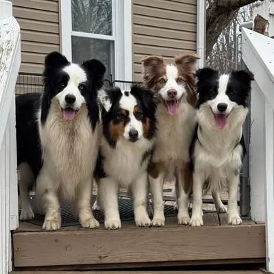 Rockbelle Border Collies profile