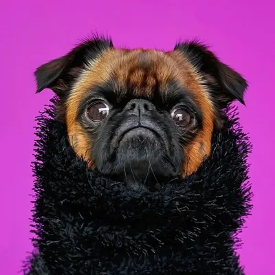 Hattie | Cute Brussels Griffon profile