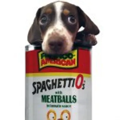 MEATBALL the dachshund profile