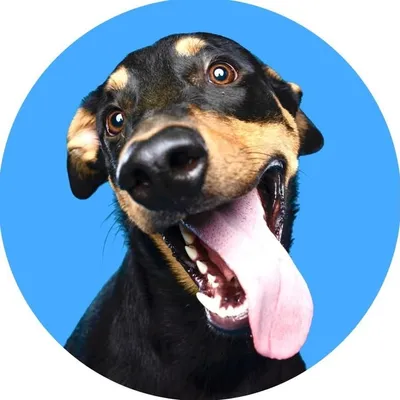 RUFUS profile
