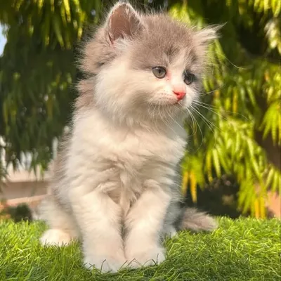 ❤️ شاروف لوف ألتاشا ❤️ profile