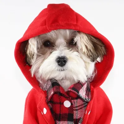 Herman | Dog Model profile