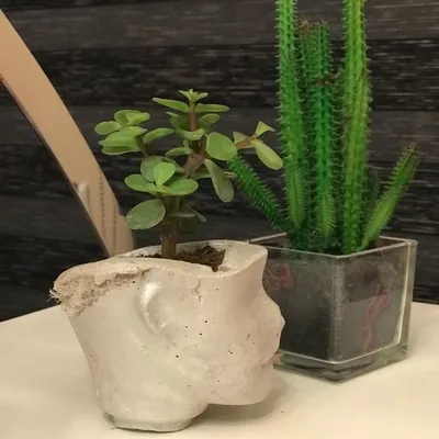 Succulent Universe profile