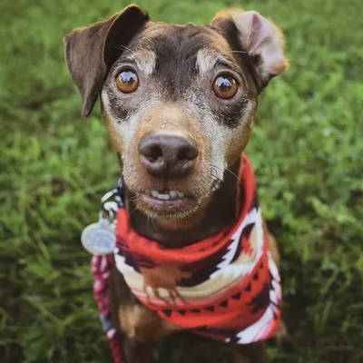 Hershey | Miniature Pinscher profile