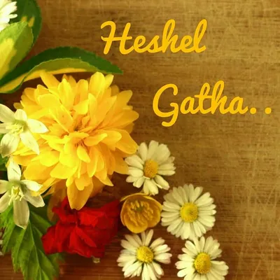 ✨HESHEL GATHA ✨ profile