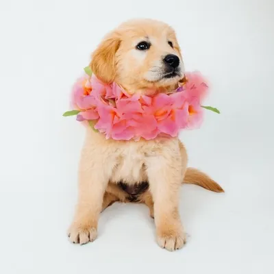 Hanalei The Golden! profile