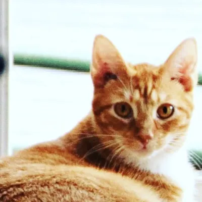 Haüs of Nacho - Nacho, Queso, Mango & Margarita Cats profile
