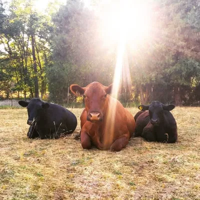 High Country Cattle profile