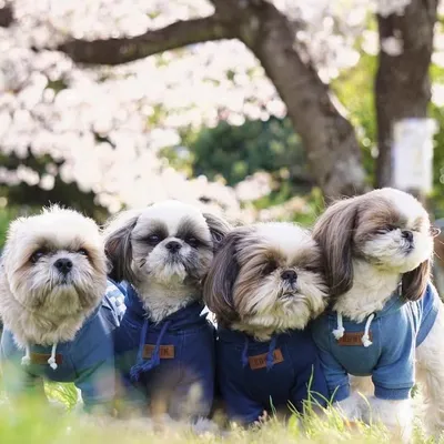 シーズー チャコロコチャの毎日🐶🐶🐶 profile