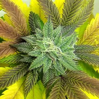 HillBilly Herb profile