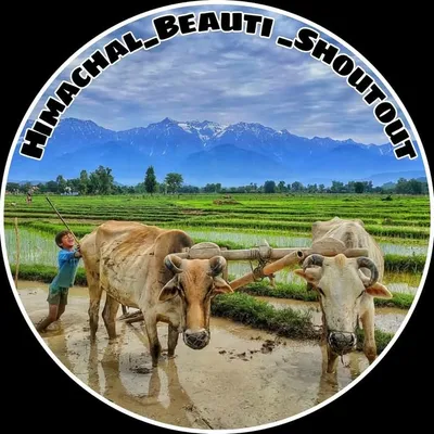 Himachal shoutout profile