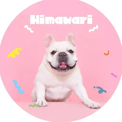フレンチブルドックのひまわり profile