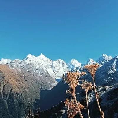 Himalayan lap profile
