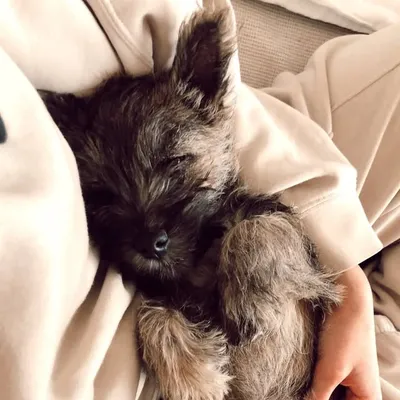 Elio the Cairn Terrier profile