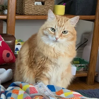 Hobbes & Bucky profile