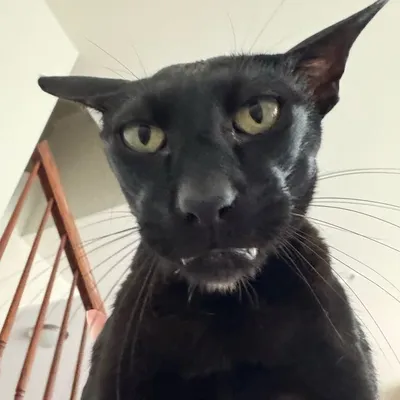 hobbikats