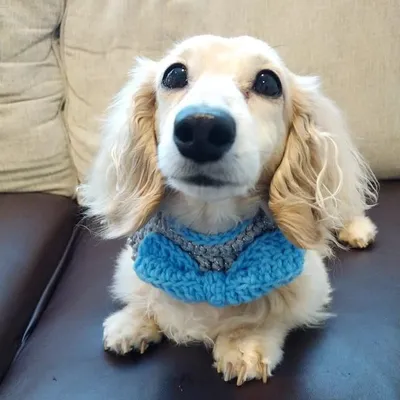 Hollywood the Mini Doxie profile