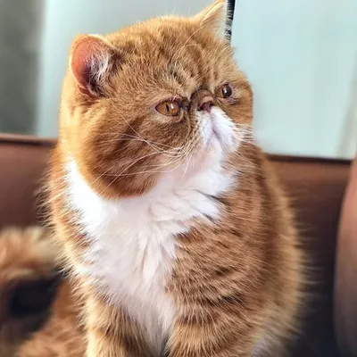 Homer profile