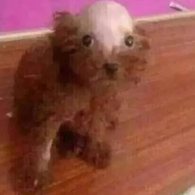 eu sou o catatau profile