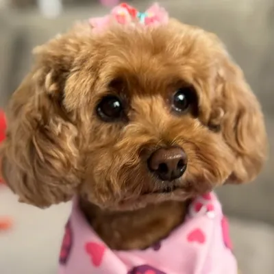honey_ruth_thepoodle🍯🐩 profile