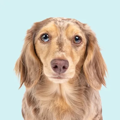 Honeydew the Dachshund profile