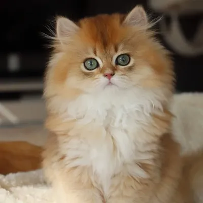 British Longhair Golden Cat & Kitten ๐งก๐ฑ profile