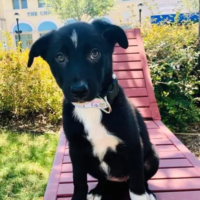 Hoot the Border Collie profile