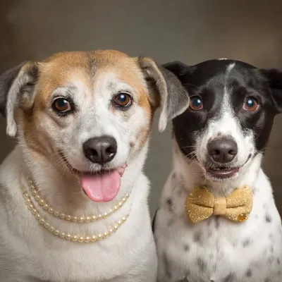 Hope Blogueira e Snow | Vira-latas | Pet Influencer UGC 🐶 profile
