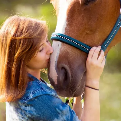 Horsehut profile