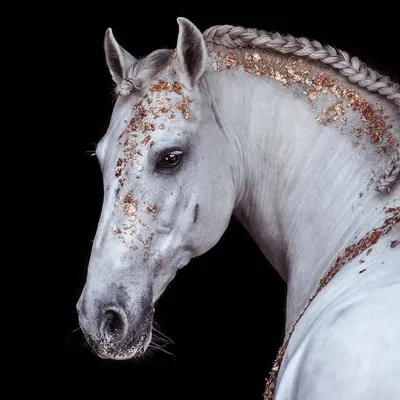 Horse reels profile