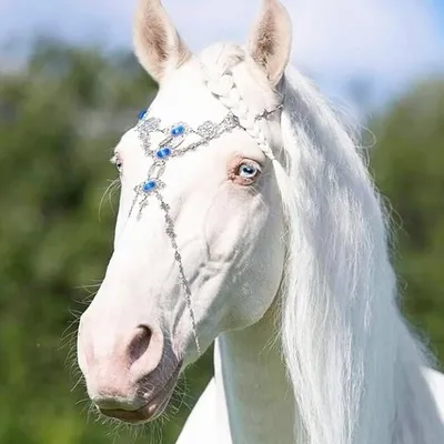 Horse Breeds ๐๐ธ๐ Horse Lovers profile
