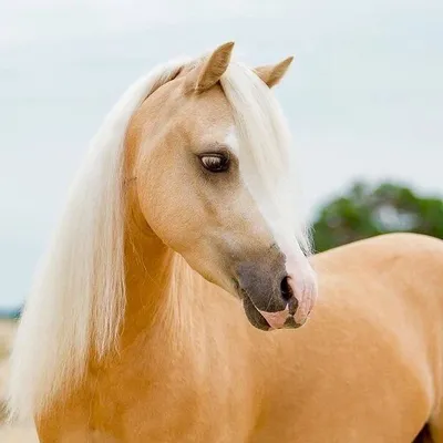 Horses profile