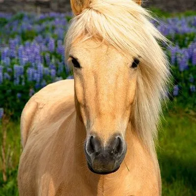 Horses Nation profile