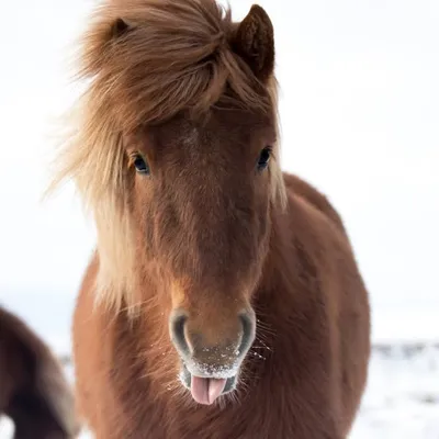 HOI | Promoting the Icelandic Horse Around the World ๐ profile