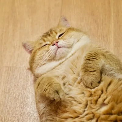 Hosico Cat profile