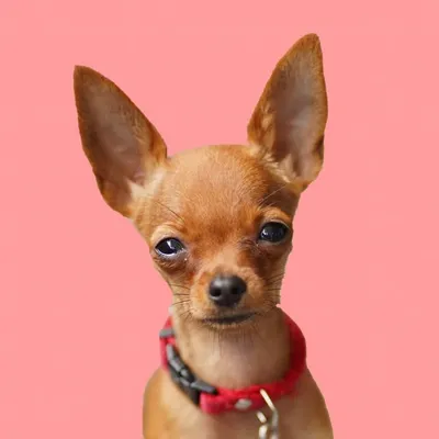 Ooshka - tiny dog profile