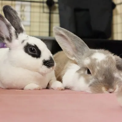 BunBun & Tooffy profile