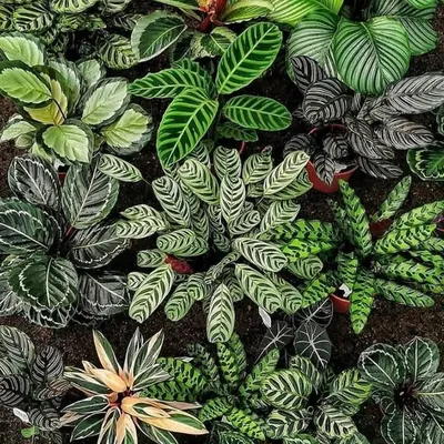 Plants • Plant Care • Decor profile