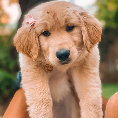 Hpets_love profile
