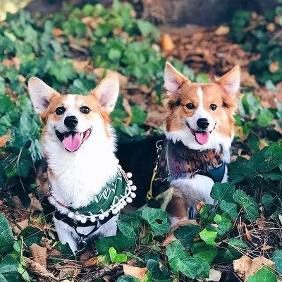 Tricolour Corgi Brofurs profile