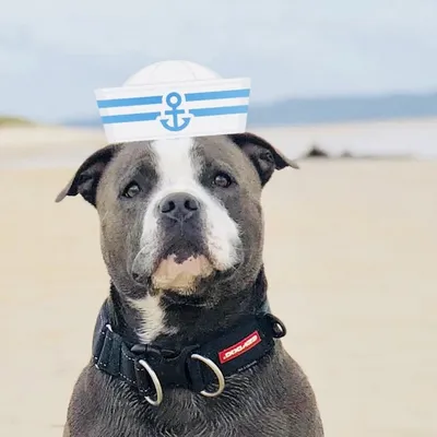 HUBO - Toughtails profile