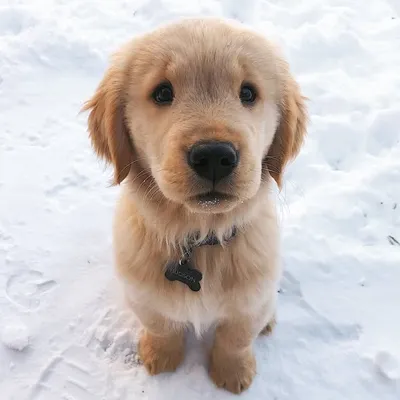 Hudson The Golden ๐ profile