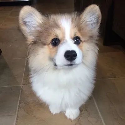 Hudson the Fluffy Corgi